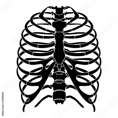 Fototapeta Skeleton Human Rib cage silhouette body bones - sternum, chest, thoracic vertebr