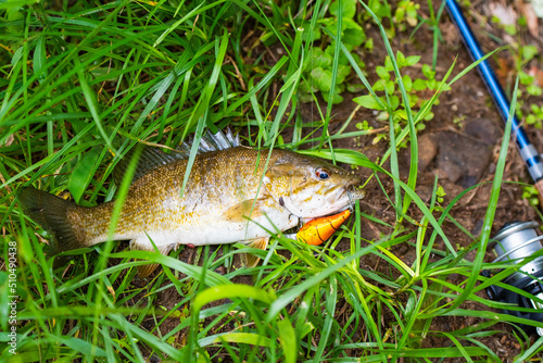 Fototapeta Naklejka Na Ścianę i Meble -  Small mouth bass on ground, freshly caught fish, fishing summer activity theme.