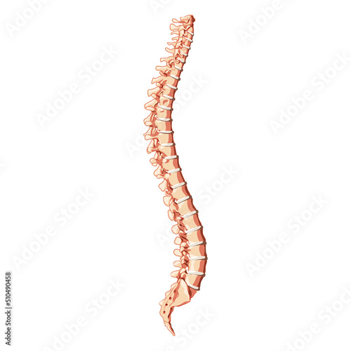 The human vertebral column spine anatomy side lateral with Intervertebral disc. Vector flat 3D realistic concept illustration in natural colors, spine isolated on white background.
