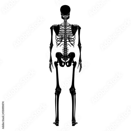 Skeleton Human silhouette body bones - hands, legs, chests, vertebra, pelvis, Thighs back Posterior dorsal view flat black color concept Vector illustration of anatomy isolated on white background
