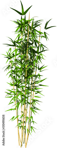 Fototapeta Naklejka Na Ścianę i Meble -  Front view of Plant (Bamboo 3) Tree png illustration vector