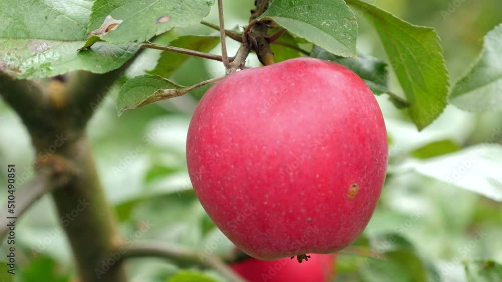 Apples growing on tree in the garden, nobody Apples growing on tree in the garden, nobody