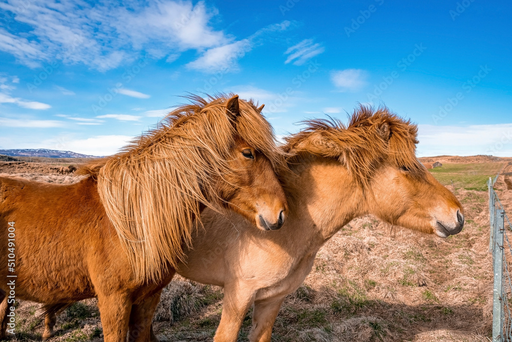Icelandic horses standing on grassy field. Close-up of brown herbivorous mammals grazing in mountain. View of landscape in valley against blue cloudy sky. Icelandic horses standing on grassy field. Close-up of brown herbivorous mammals grazing in mountain. View of landscape in valley against blue cloudy sky.