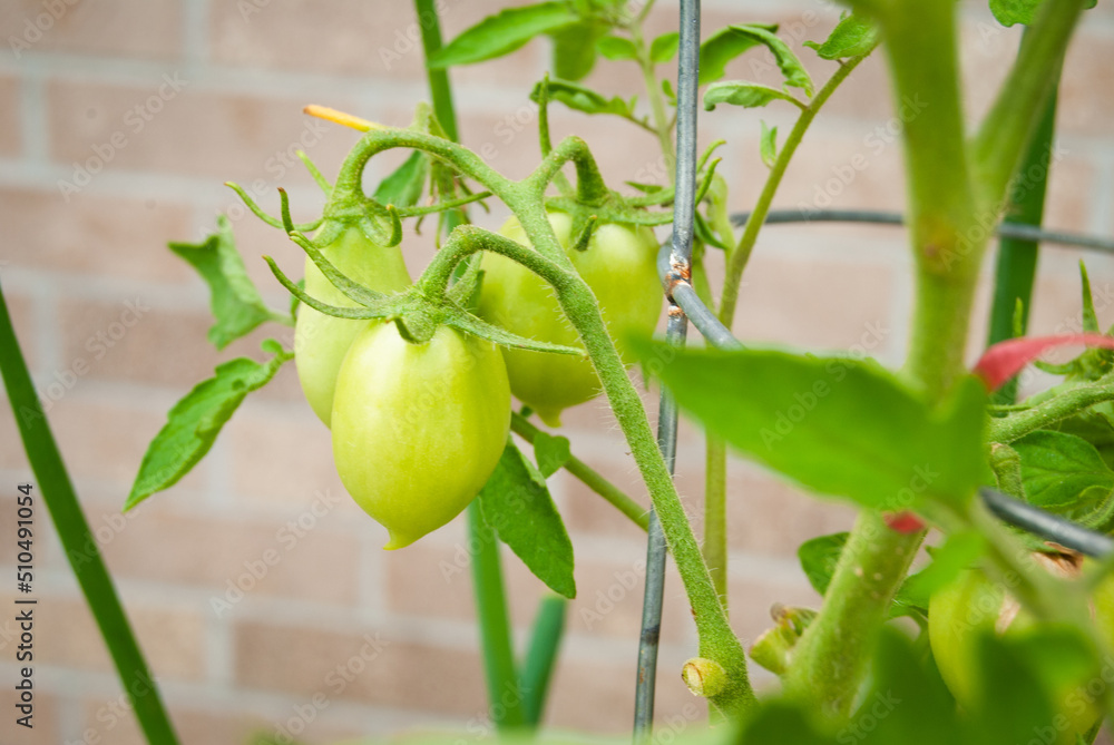 custom made wallpaper toronto digitalTomato plants with green fruits