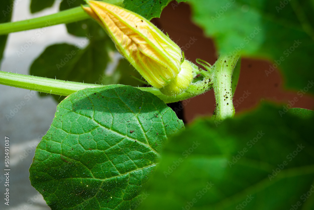 Cucumber Flower and leaves