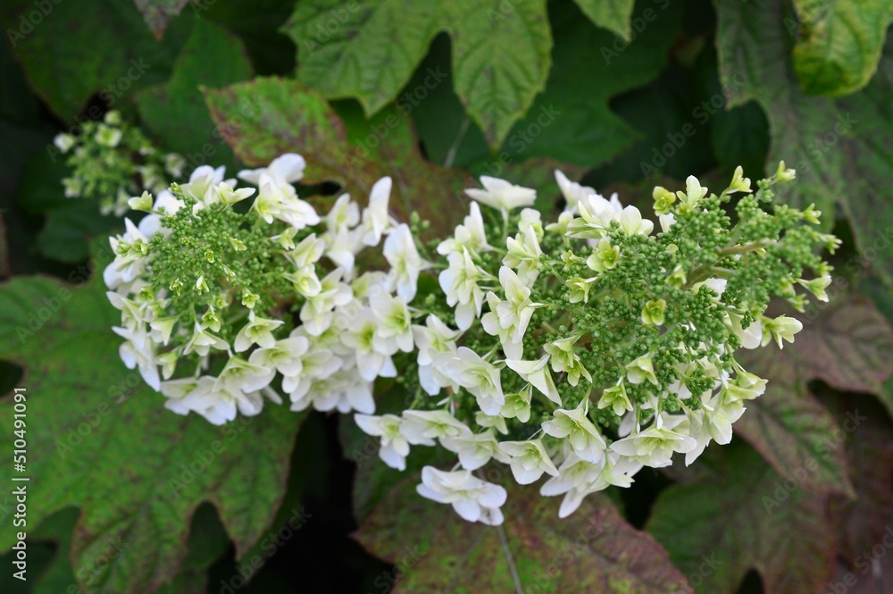 カシワバアジサイ (柏葉紫陽花) カシワバアジサイ (柏葉紫陽花)