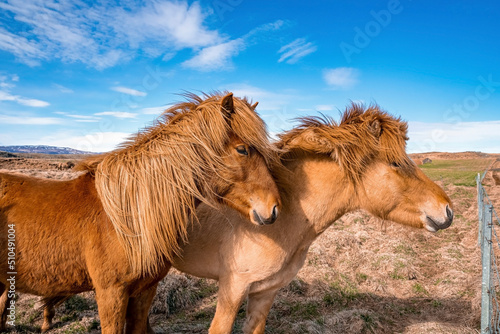 Icelandic horses standing on grassy field. Close-up of brown herbivorous mammals grazing in mountain. View of landscape in valley against blue cloudy sky.