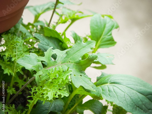Wallpaper Mural Growing organic leaf lettuce Torontodigital.ca