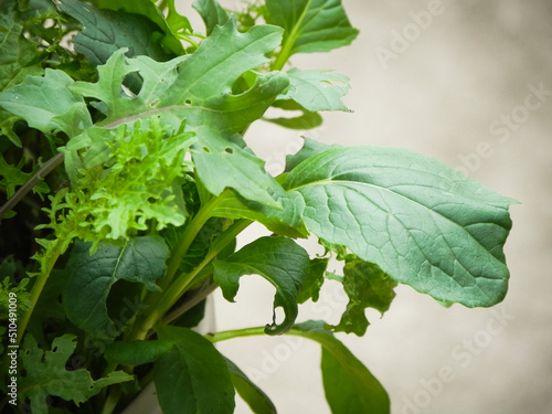 Wallpaper Mural Growing organic leaf lettuce Torontodigital.ca