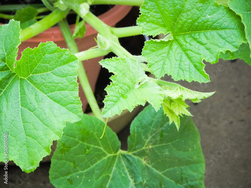 Wallpaper Mural Close up of Cucumber Leaves Torontodigital.ca