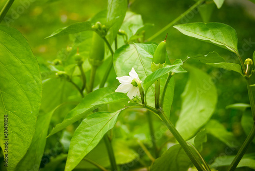 Wallpaper Mural Pepper plant with peppers and flowers Torontodigital.ca