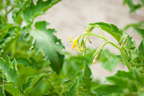 Wallpaper Mural Tomato Plants with leaves and flowers Torontodigital.ca