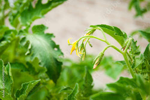 Wallpaper Mural Tomato Plants with leaves and flowers Torontodigital.ca