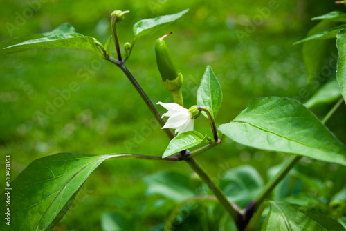 Wallpaper Mural Pepper plant with Pepper and flower  Torontodigital.ca