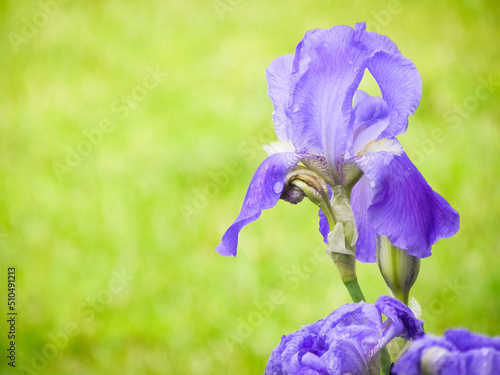 Wallpaper Mural Purple Bearded Iris Torontodigital.ca