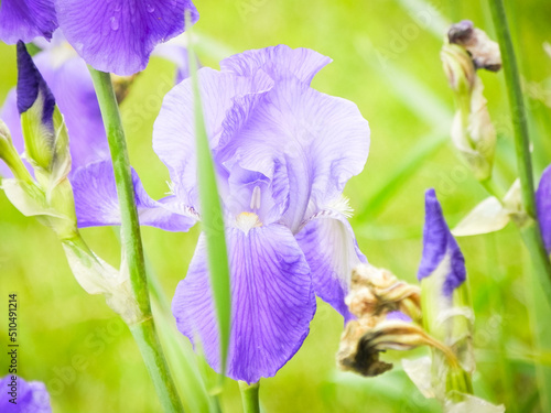 Wallpaper Mural Purple Bearded Iris Torontodigital.ca