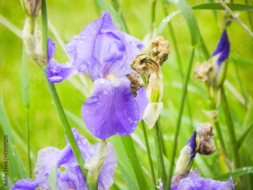 Wallpaper Mural Purple Bearded Iris Torontodigital.ca