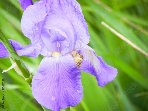 Wallpaper Mural Purple Bearded Iris Torontodigital.ca