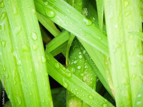 Wallpaper Mural Rain Drops on Grass close up Torontodigital.ca