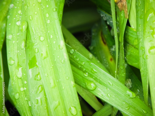 Wallpaper Mural Rain Drops on Grass close up Torontodigital.ca