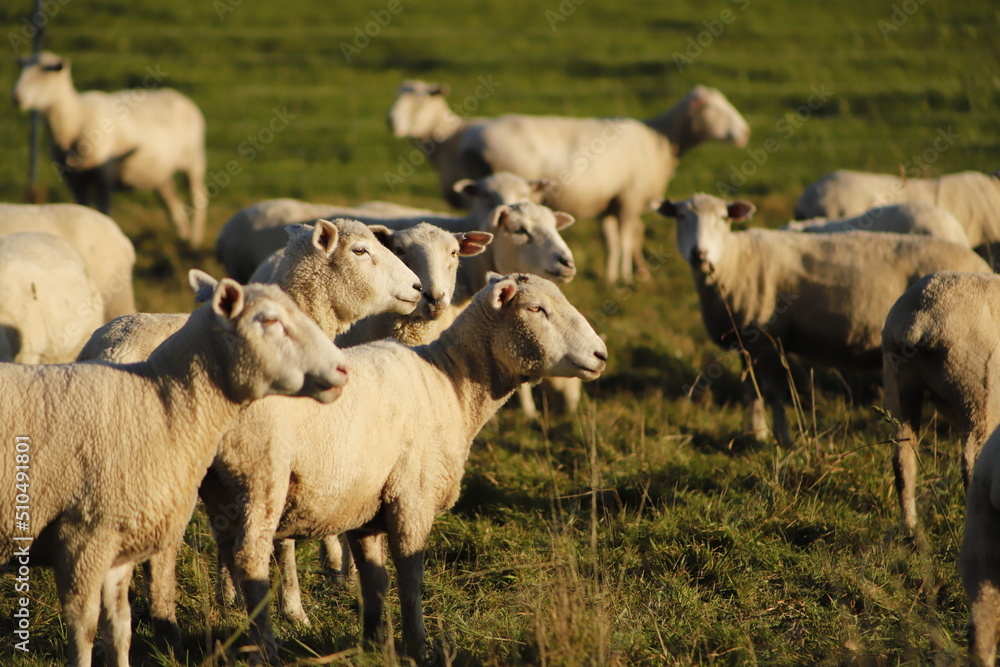 Fototapeta premium sheep in a paddock hang on
