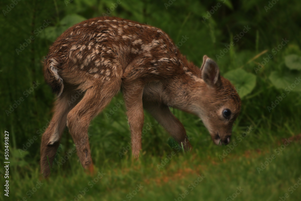 Fototapeta premium baby deer, fawn