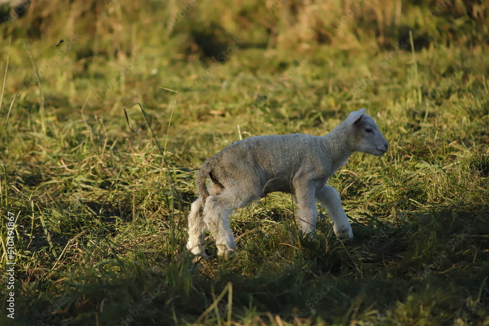 baby lamb playing in the field baby lamb playing in the field