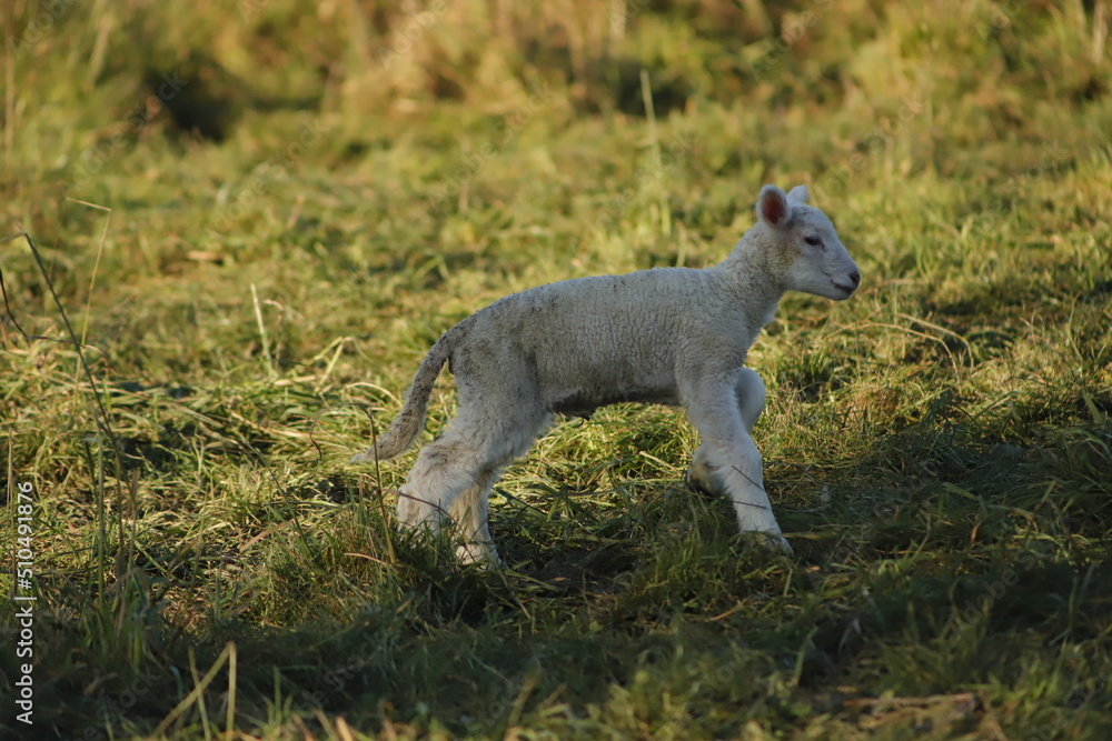 baby lamb playing in the field baby lamb playing in the field
