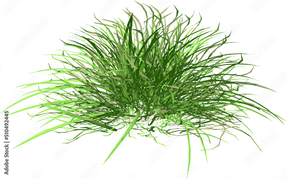 Obraz premium Front view of Plant (Grass 2) Tree png illustration vector