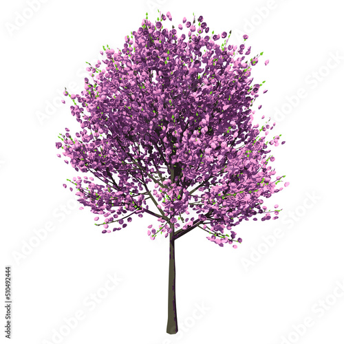 Front view of Tree (Cherry tree ) Plant png illustration vector	