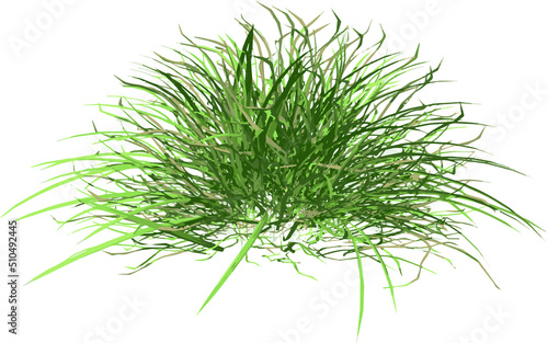 Front view of Plant (Grass 2) Tree png illustration vector