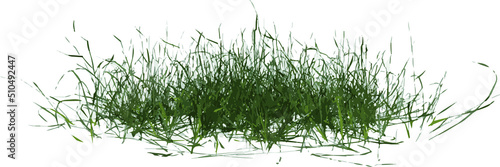 Front view of Plant ( Lawn Grass 1) Tree png illustration vector