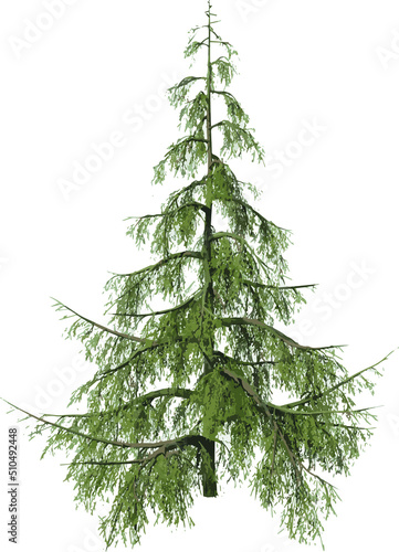 Front view of Plant (Chamaecyparis nootkatensis Weeping Alaskan Cedar - 1) Tree png illustration
