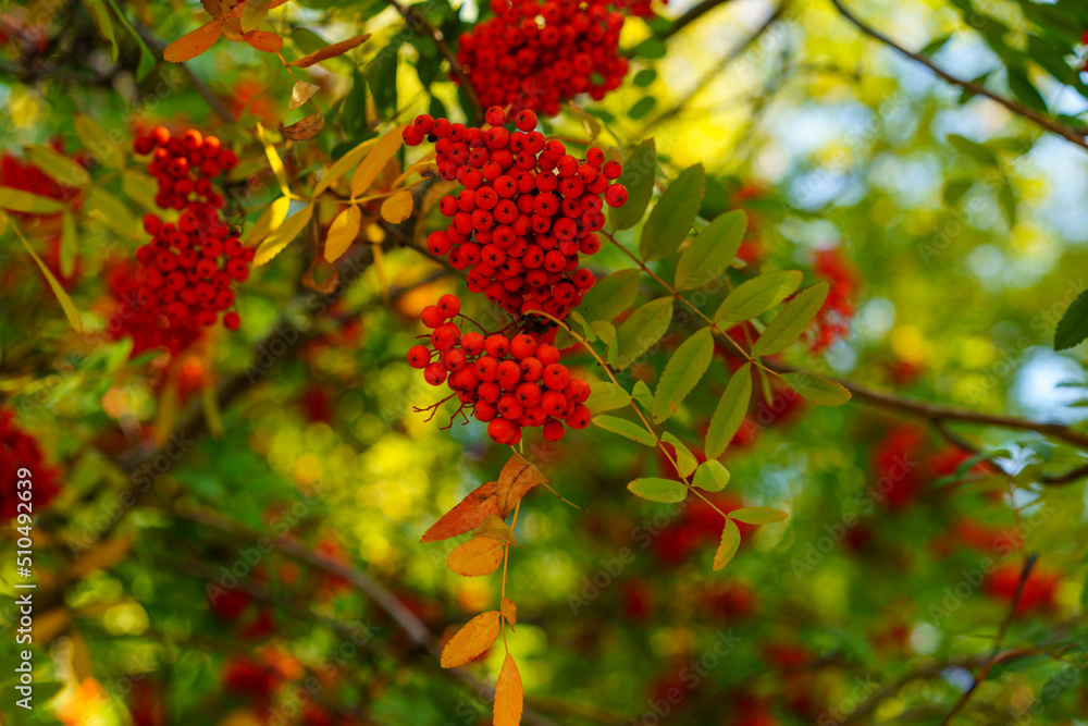 Natural background with branches of red rowan Natural background with branches of red rowan