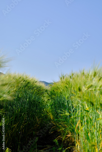 風景素材 爽かな初夏の麦畑