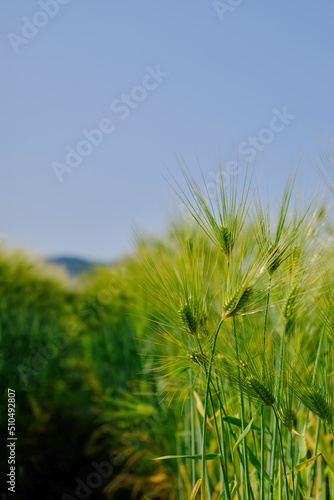風景素材 爽かな初夏の麦畑