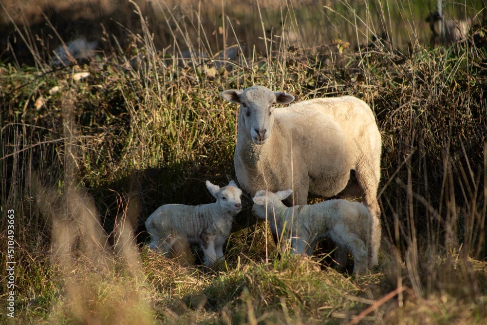 Fototapeta premium baby lamb with the mother