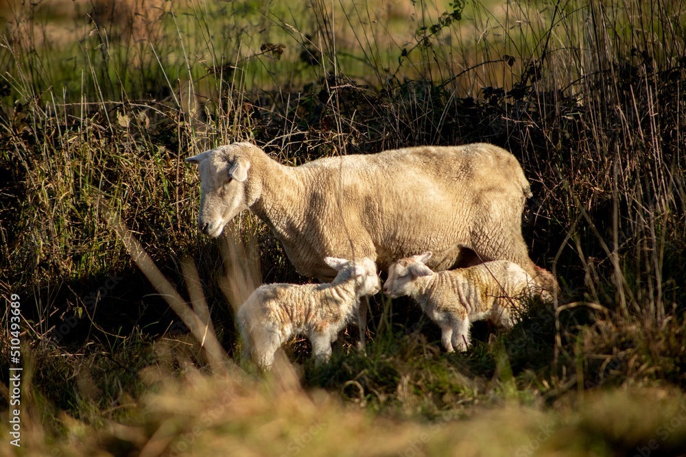 Fototapeta premium baby lamb with the mother