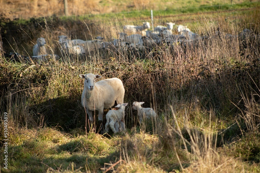 Fototapeta premium baby lamb with the mother