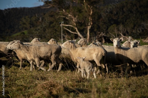 Wallpaper Mural sheep in a paddock hang on Torontodigital.ca