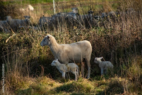 baby lamb with the mother © David