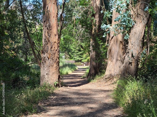 Trail through California Oak woodlands in Las Trampas Wilderness  California