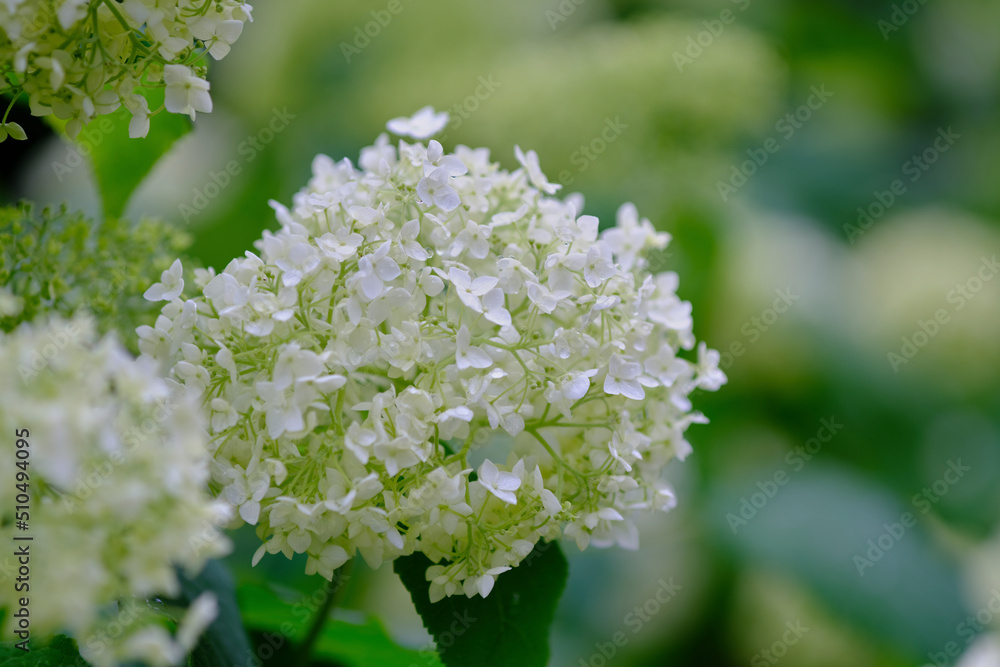 風景素材　初夏に咲く鮮かなアジサイ