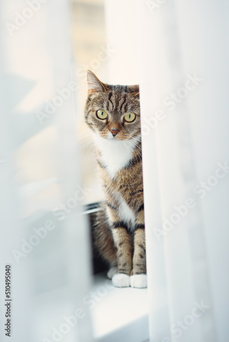 Kitten sitting on a windowsill and looking out for curtains © gorynvd