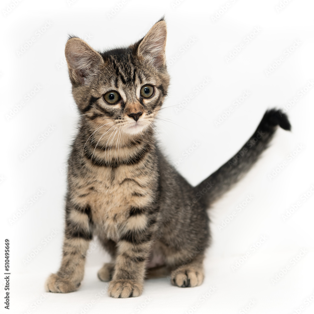 Kitten Kitten