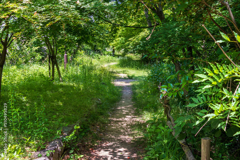 Obraz premium 緑の森の中の小道