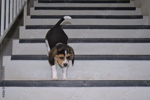 Beagle puppy going down stairs 