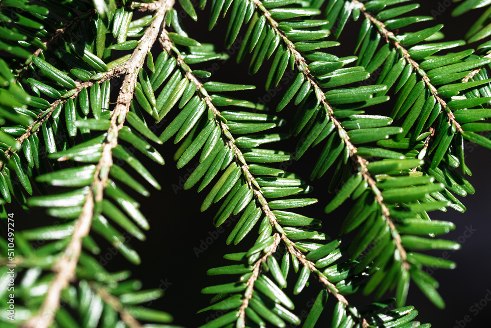 Hemlock Hemlock