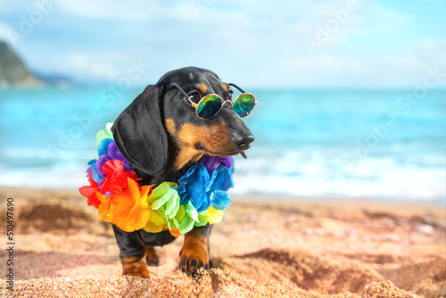 Dog dachshund puppy in dark round glasses and bright Hawaiian decoration of lei stands on beach against background of blue sea. Hawaiian-style party by sea. Gigolo, wedding scams, resort romances.