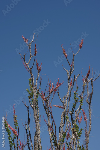 Fouquieria splendens ocotillo cactus shrub in the California desert photo